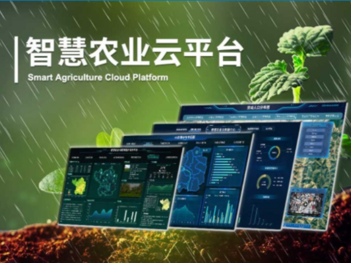 软件开发